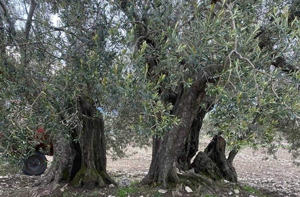 Soma�da 3 zeytin a�ac�na �An�t A�a� tescili