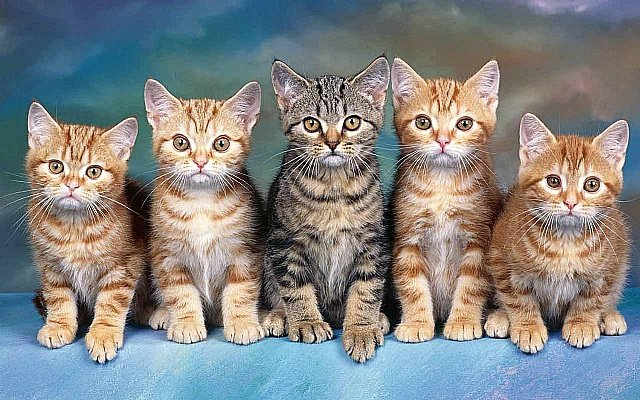 Hayvan Severler PET �ZM�R�de bulu�acak