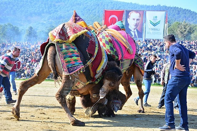 Torbal��da develer sahaya iniyor