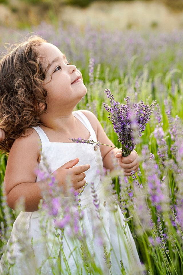 Seferihisar�da lavanta hasad� �enlikle ba�l�yor